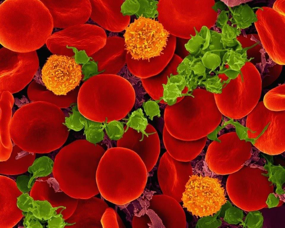 Как тромбоциты ускоряют свертывание крови